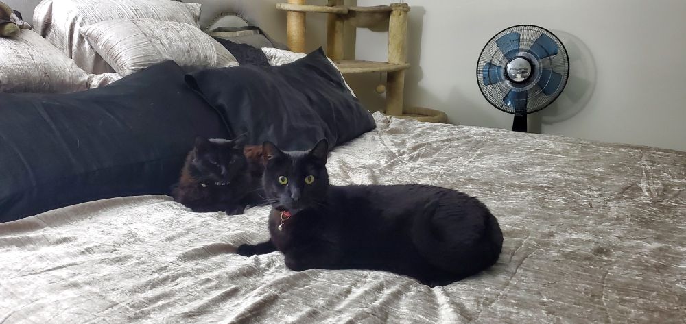 Two gorgeous Black cats, one fluffy and small with her eyes closed, the other, large and svelte with big open lemur-like eyes laying on a silver bedspread with black and silver pillows 
