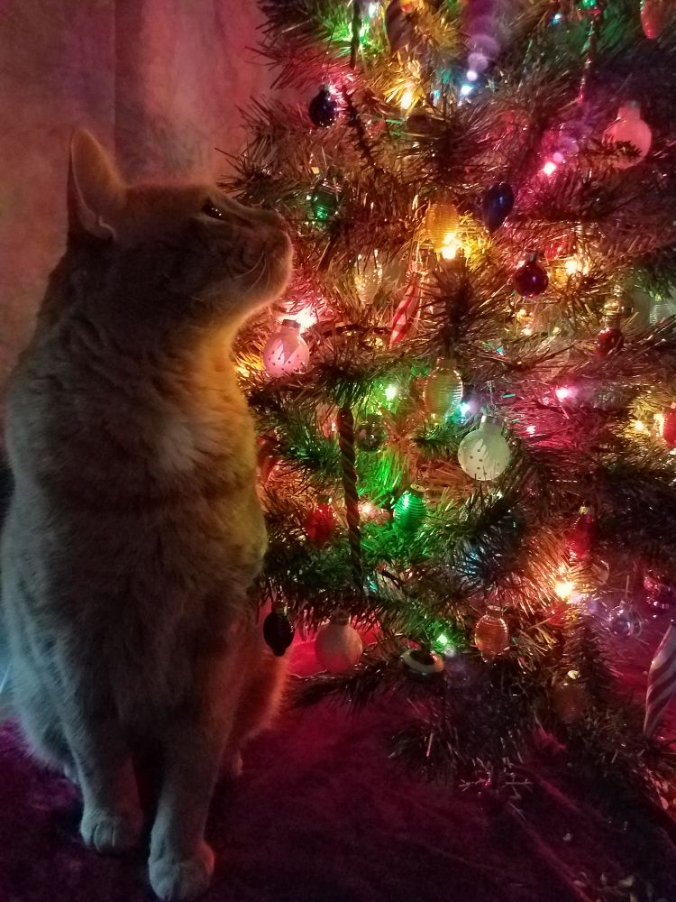 On the left sits an orange tabby cat. He is gazing at a small, artificial Christmas tree with shiny decorations and warm glowing colored lights. 