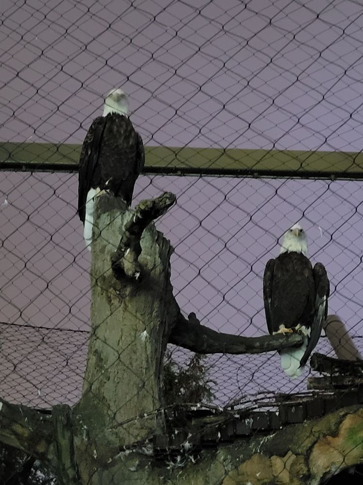 One evening at the zoo, I captured these two eagles perched on a tree stump and tree limb behind the fencing of their enclosure. The sky behind them is pale purple. The eagle on the left is perched higher than the eagle on the right. They have maintained their dignity in these less than ideal circumstances.