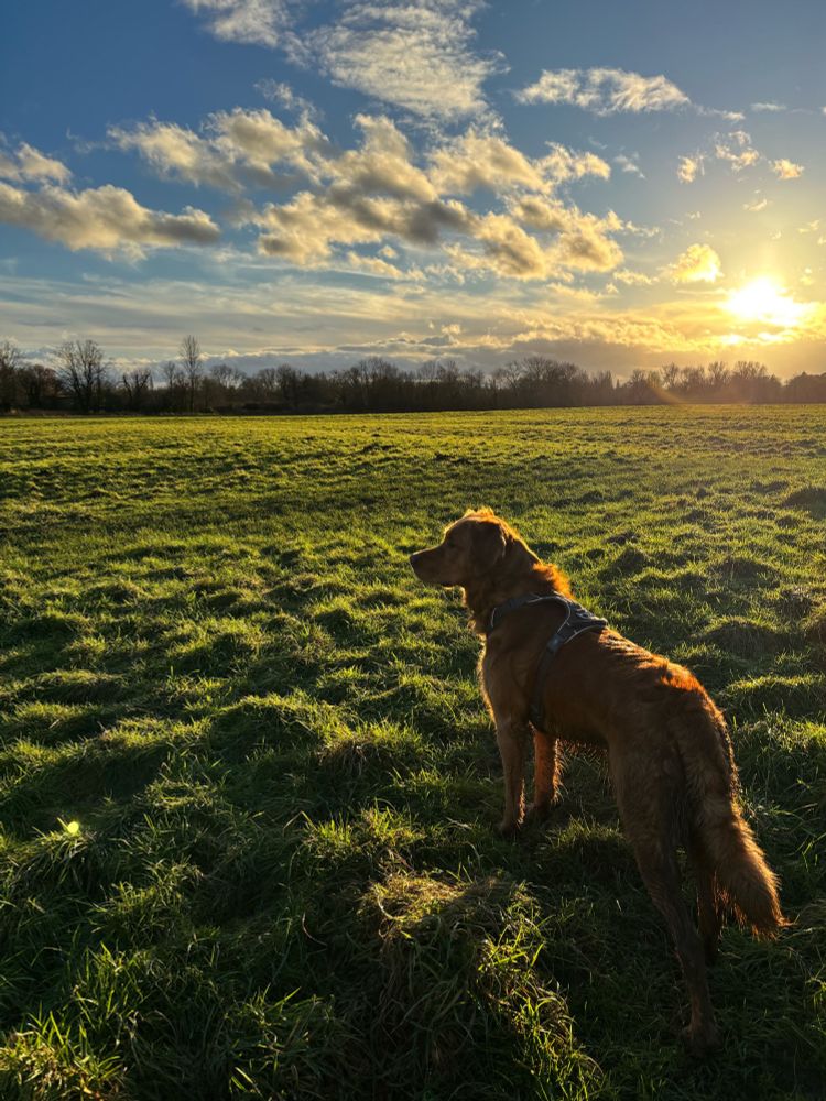 This is a beautiful photograph of a golden retriever or similar breed dog standing in an open field during what appears to be golden hour - either sunrise or sunset. The dog is positioned in the foreground, silhouetted against the warm, golden light streaming from the sun in the background. The field is covered in short grass with visible texture and patterns, and there’s a line of bare trees along the horizon. The sky features dramatic clouds illuminated by the golden sunlight, creating a stunning contrast between the warm yellows and oranges of the light and the cooler blues of the sky. The lighting creates a beautiful rim light effect around the dog’s fur, making it glow against the landscape. The composition captures a peaceful, pastoral moment with excellent use of natural lighting and depth of field.​​​​​​​​​​​​​​​​