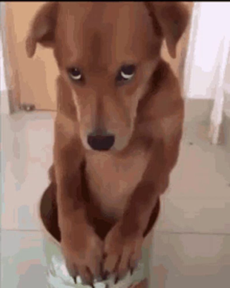 a brown dog is sitting on top of a bucket on the floor .