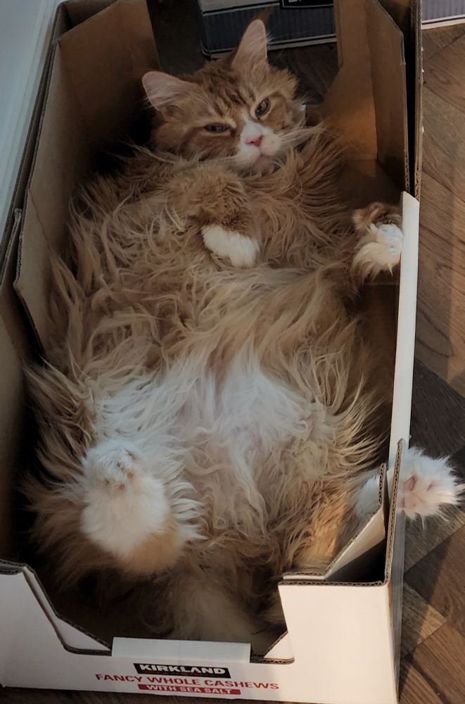 Abby the Orange Maine Coon Cat laying on her back in a Kirkland Cashew Box