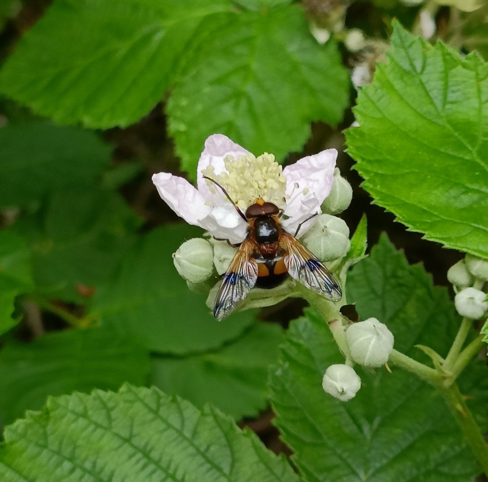 An orange and black hoverfly with wing spots and a rotund abdomen feeds at a light pink bramble flower.