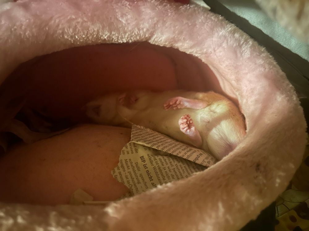 Sand coloured rat sleeping like the dead