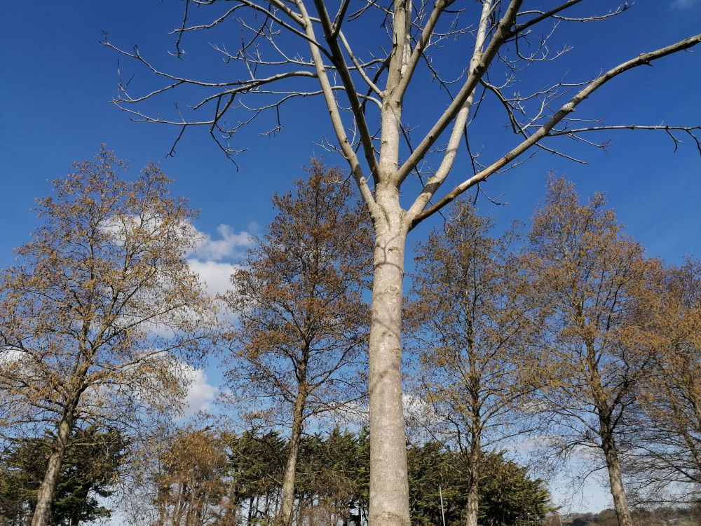 Trees in flower with a blue and partially white cloud sky in the background 