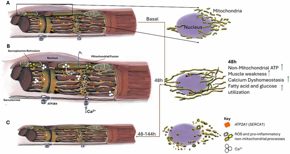 Abbildung 7. Grafische Darstellung der wichtigsten Ergebnisse: (A) Grundstruktur einer Muskelfaser (B) Wesentliche Veränderungen nach 48-stündiger Exposition gegenüber ME/CFS- und LC-19-Seren. (C) Fortschreitende Atrophie bei langer Exposition gegenüber Patientenseren.