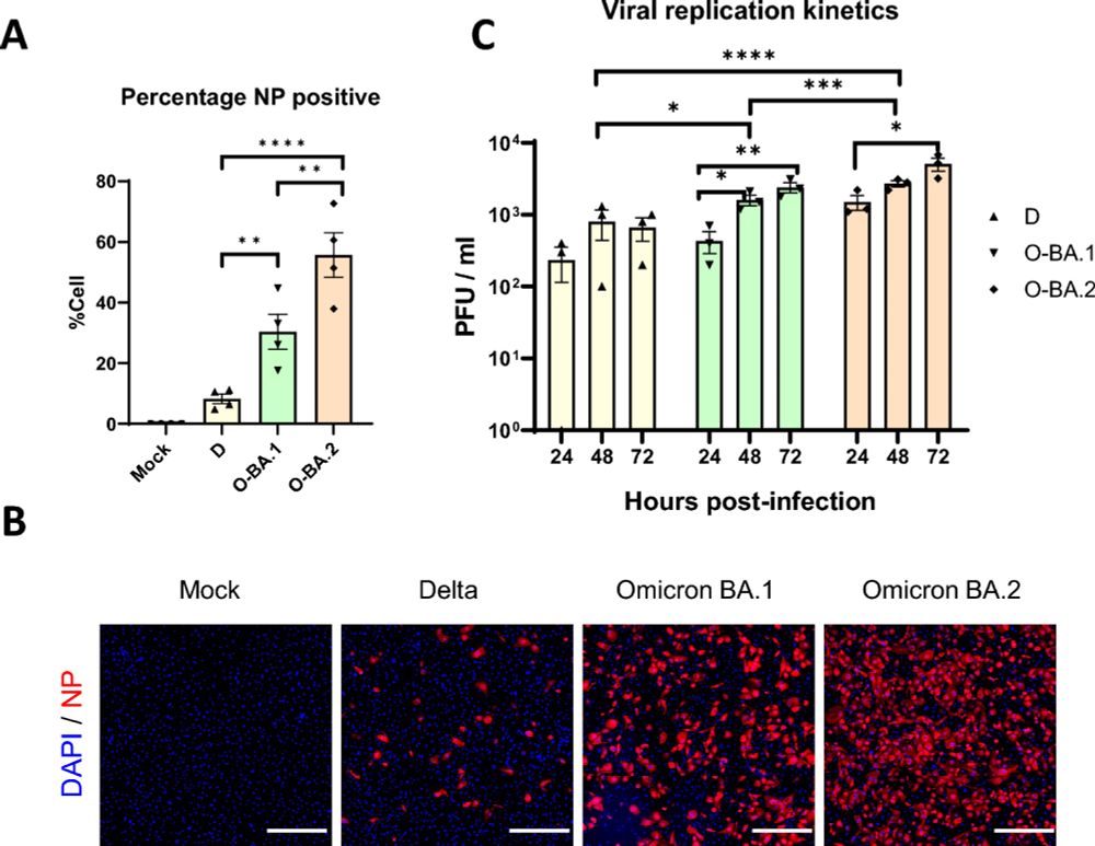 SARS-CoV-2 variants divergently infect and damage cardiomyocytes in vitro and in vivo - Cell & Bioscience