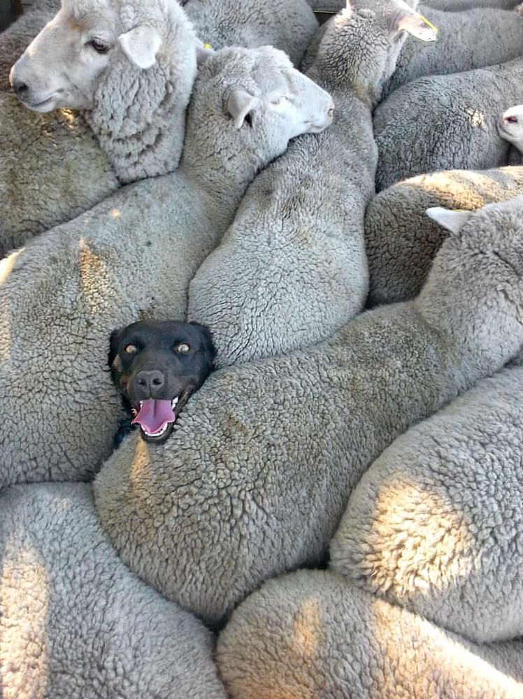 photograph of a black kelpie in tasmania called "izzie" who is entirely surrounded by sheep (charlie mackinnon)