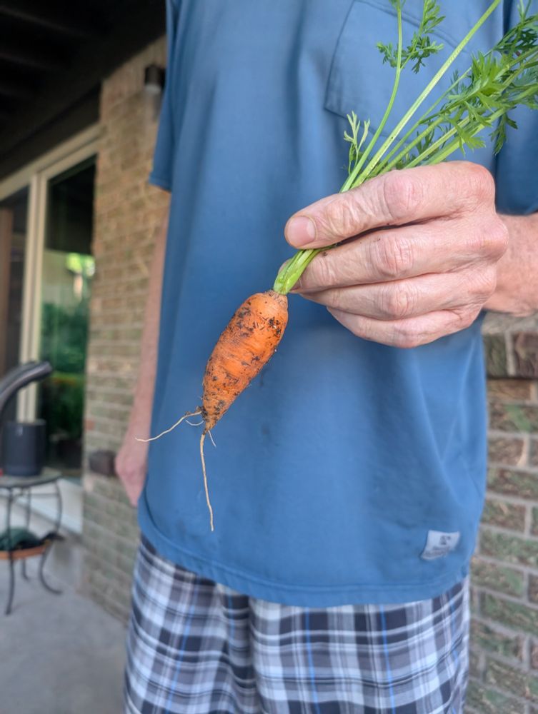 Freshly pulled carrot from the garden 