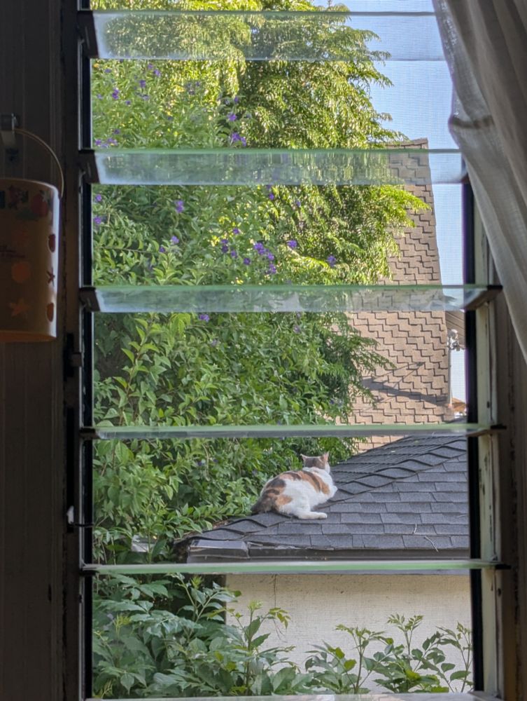 View through a slatted window of a calico cat laying on a grey roof