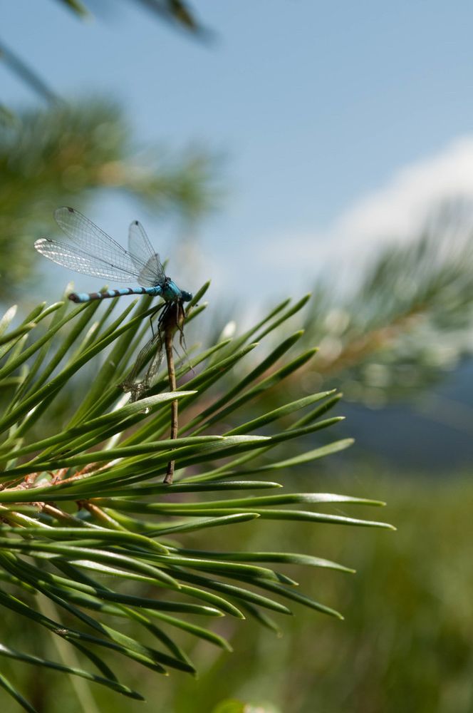 A blue damselfly perched on the tip of a lodgepole pine branch with bokeh blending the light green and blues of the meadow, hills, and sky behind it 