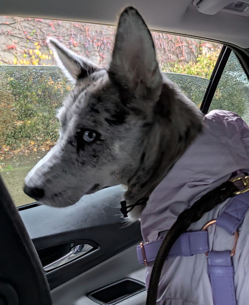 Adorable black, white & gray dog with blue eyes looking at the camera while wearing a purple jacket & harness 