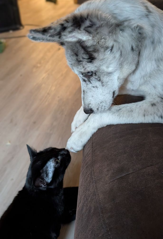 Dog and cat looking at each other 