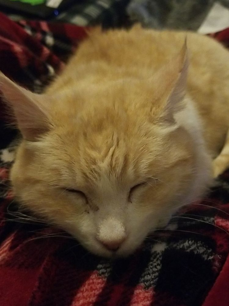 A white and orange cat sleeping on a blanket.
