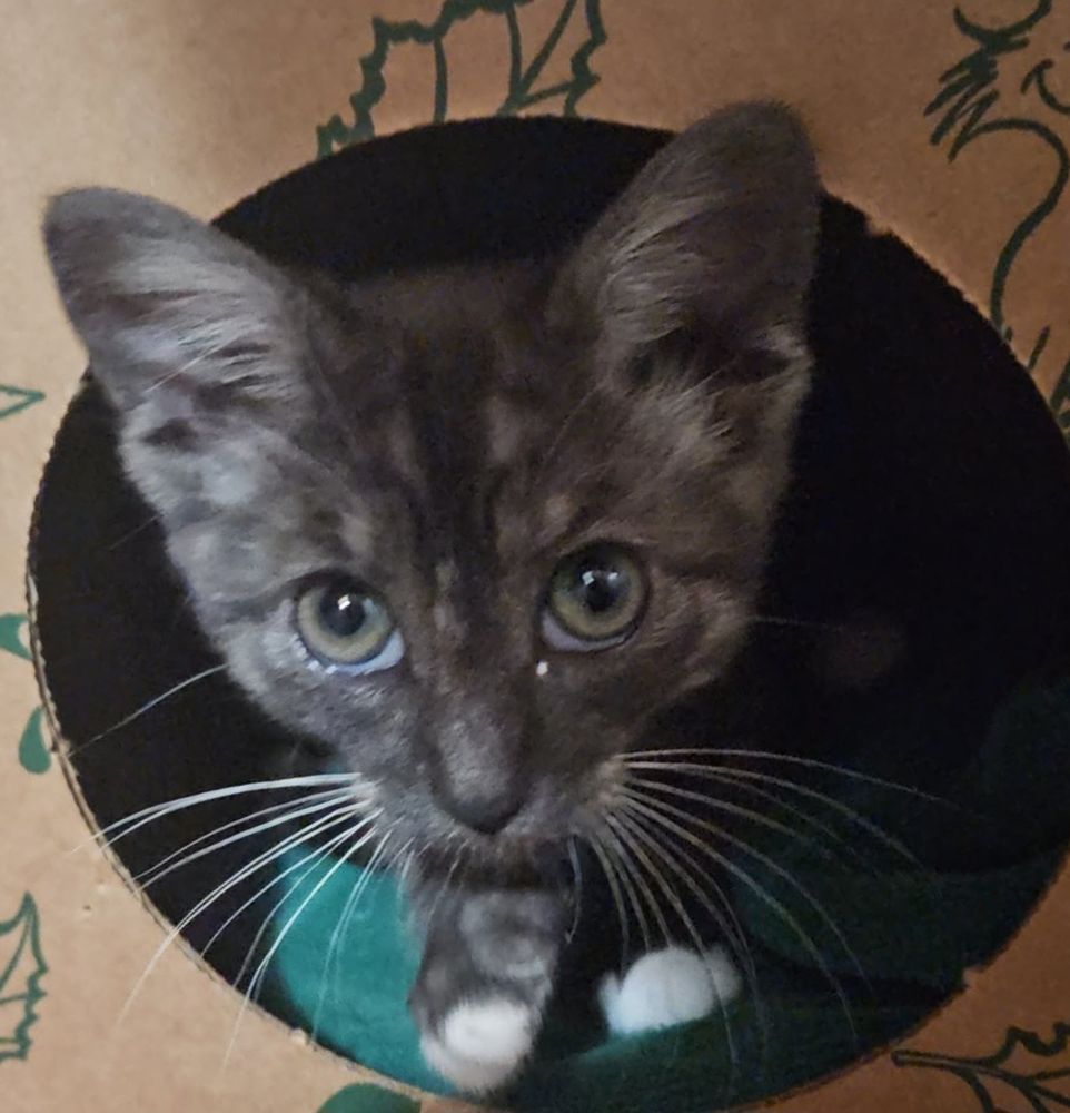 A Grey kitty popping out of a box