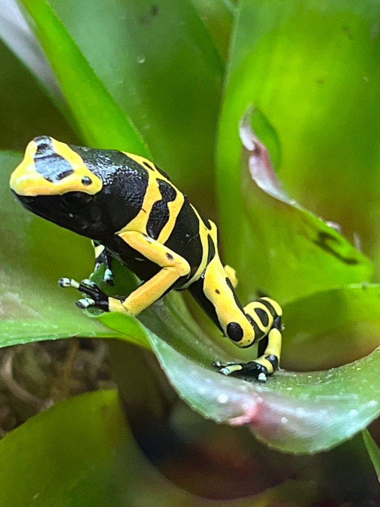 Dendrobates leucomelas
