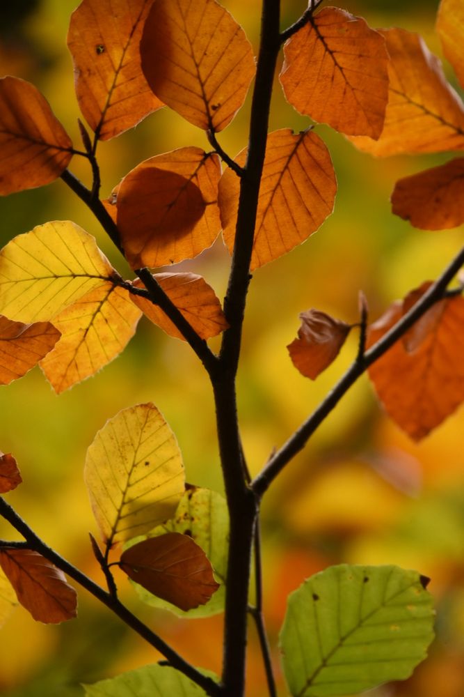 Golden Brown texture like sun