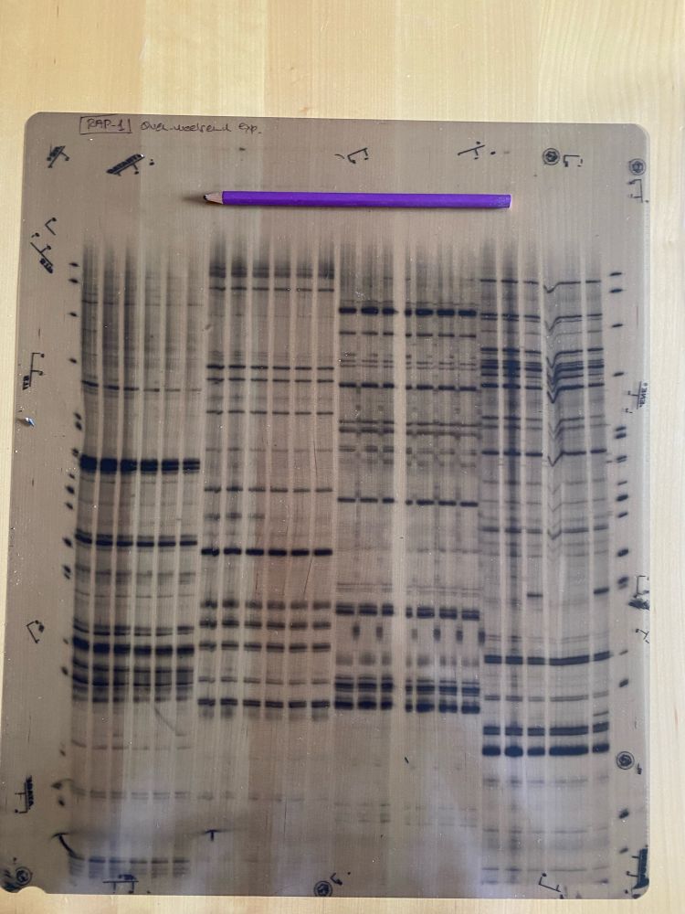 Sequencing of DNA repetitive elements from Erwinia toletana. 