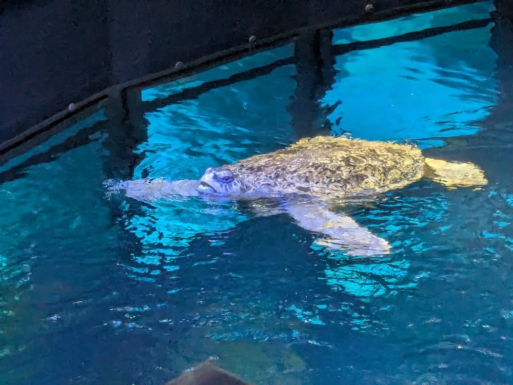 a large green sea turtle sticking her head out from the water in a large tank