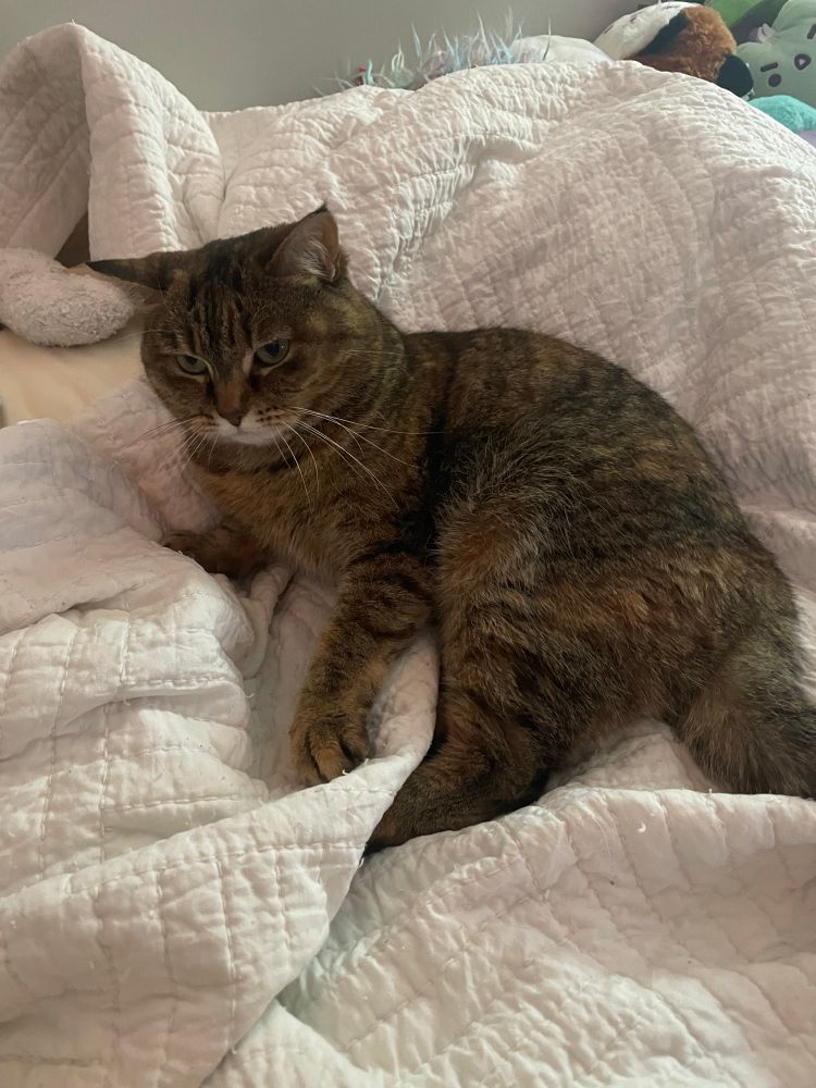 tabby cat laying on white blanket