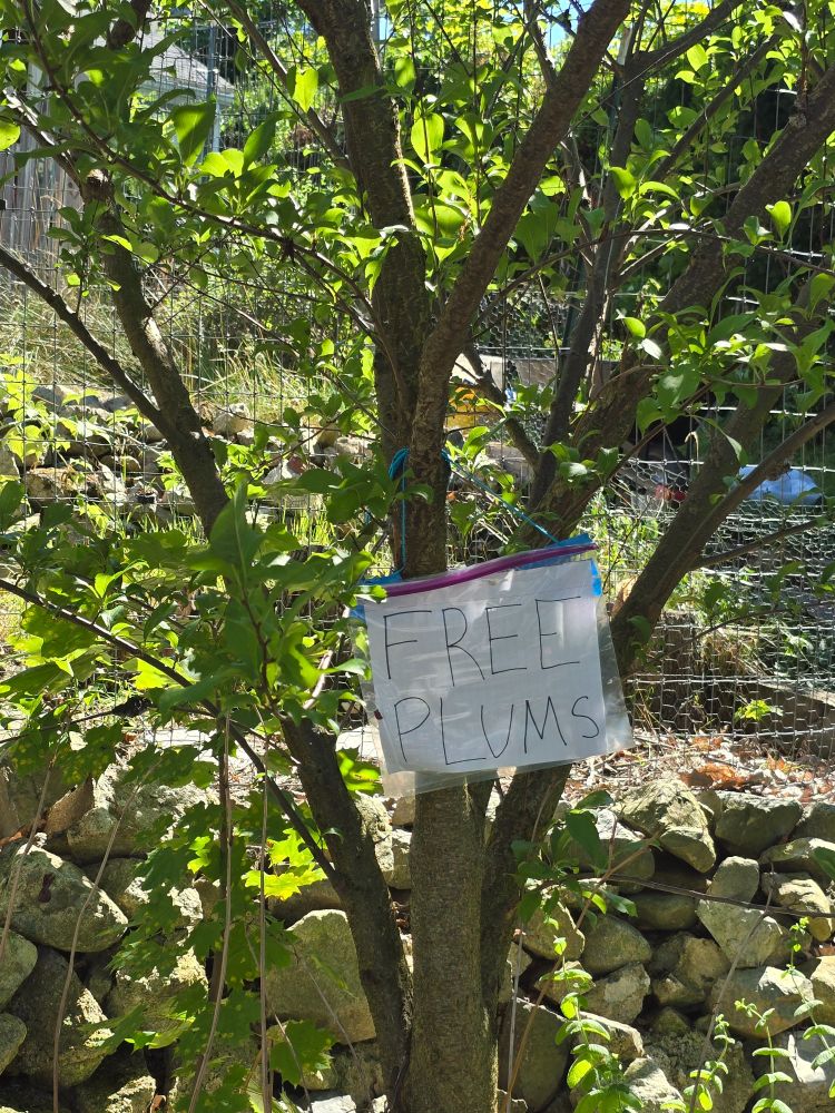 Free plums
