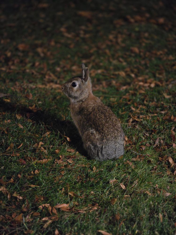 Wide-eyed bunny at night
