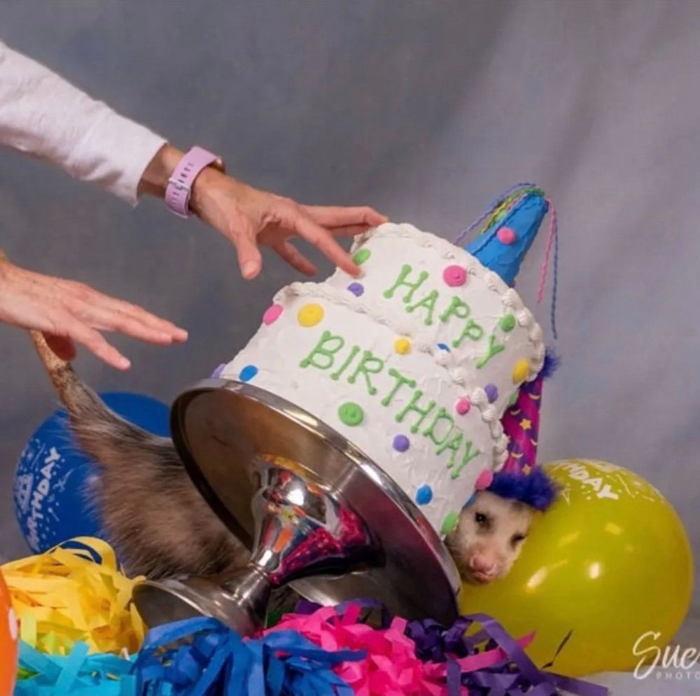 A photo of an opossum being pinned by a toppling birthday cake to a balloon.  The opossum is wearing a birthday hat.  There is a person off-scene reaching for the cake as it falls, only their hands being seen in the photo.