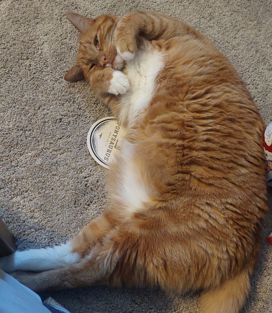 A fluffy orange cat with a white belly lays partly on his side, paws curled up sweetly under his sleepy face as he looks at the photographer with love