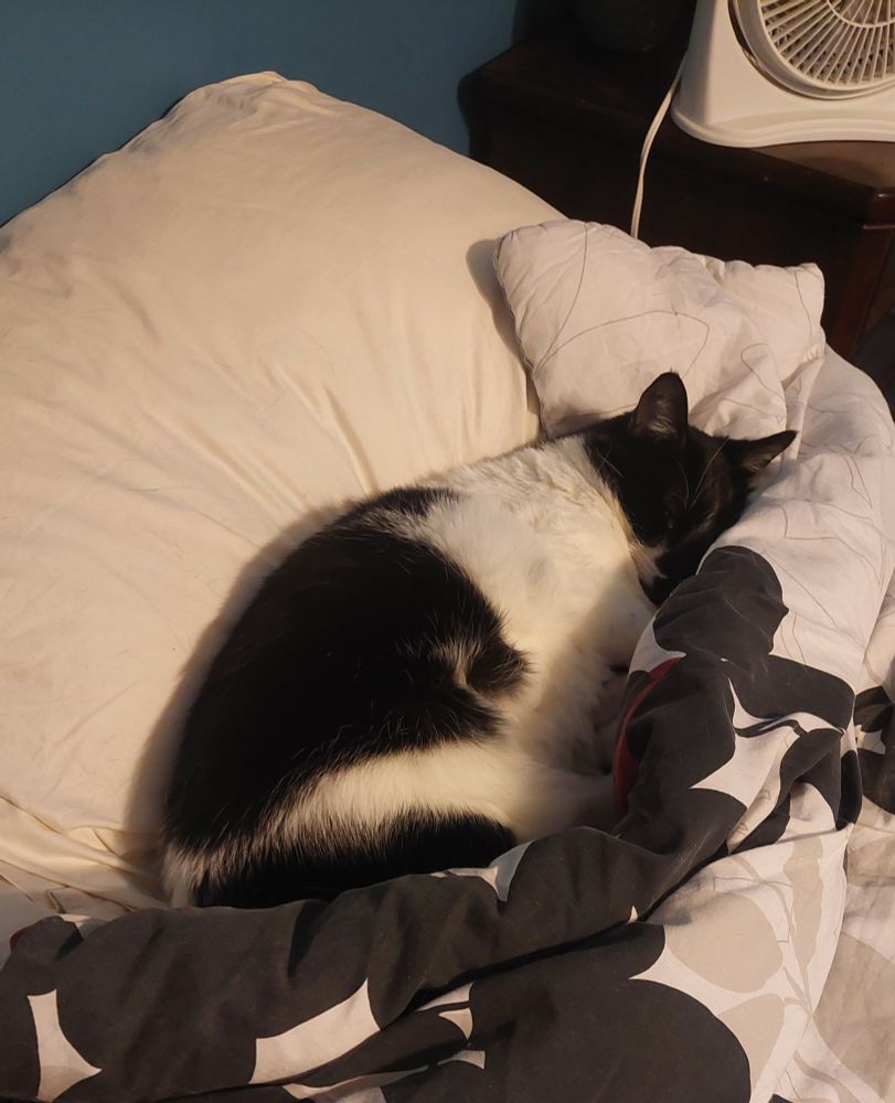 The same shot, but now the cat has fully laid down, eyes closed