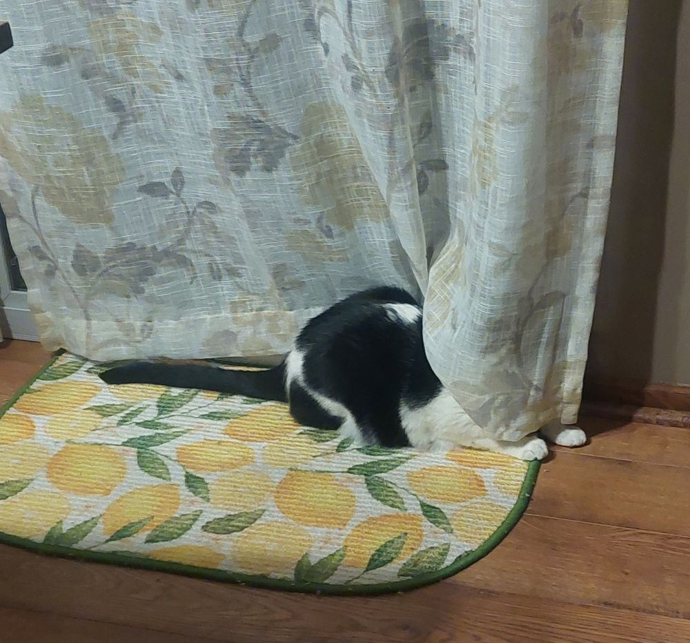 A black and white cat sits with just his head behind a long curtain, the rest of his body (including his front paws) poking out.