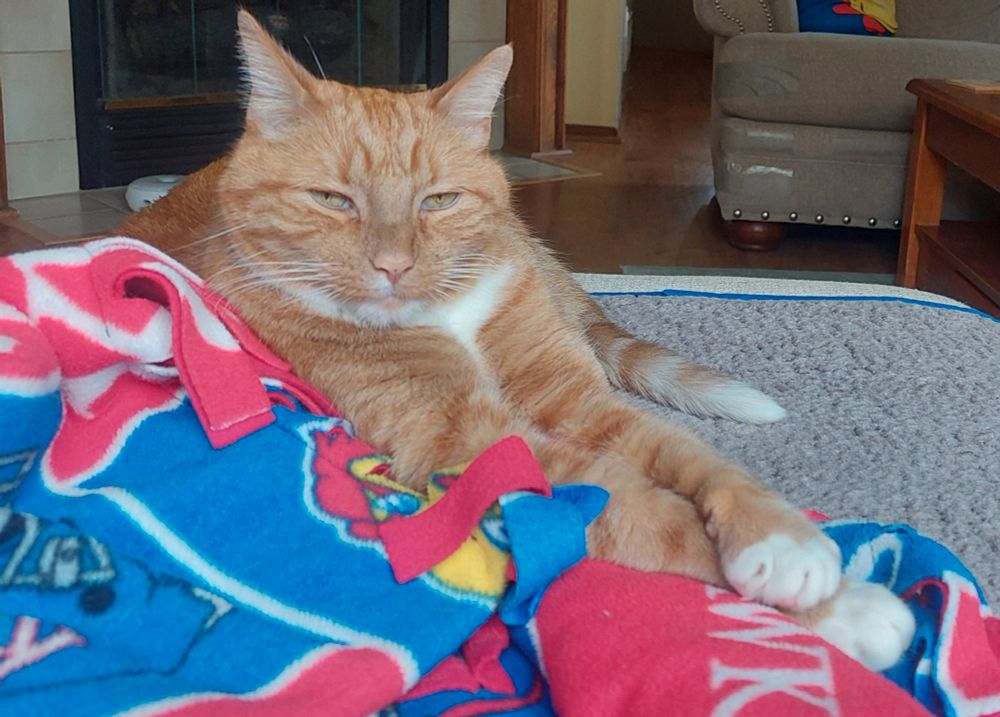 An orange and white cat sits partly up on a blanket, paws crossed in front of him, looking both sleepy and smug about it
