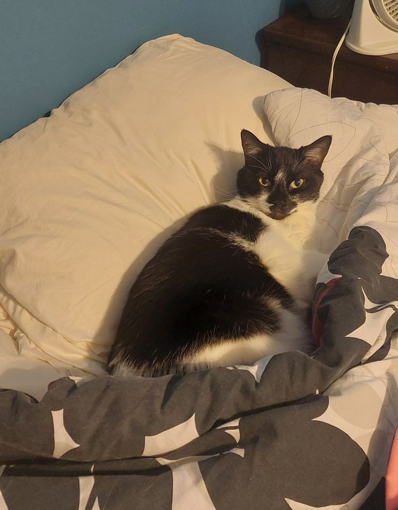 A black and white cat partially tucked under the covers, using the pillow like a human uses a pillow. He looks at the camera.