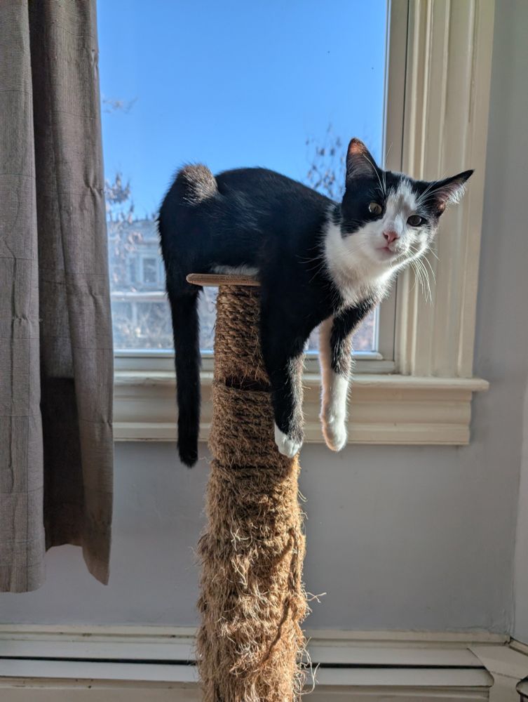 A tuxedo kitten on a scratching post in front of a sunny window. The kitten is laying on the top of the post with his tail and front legs dangling over the edge. He's looking at the camera.