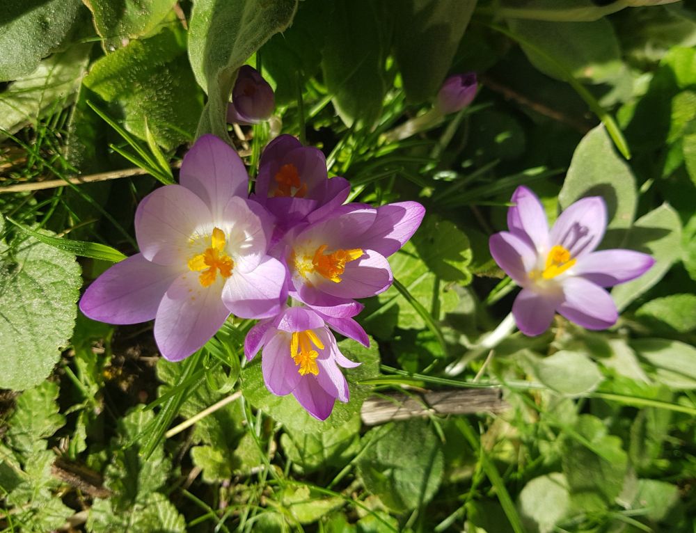 A cluster of purple crocuses photoed from above with a backdrop of green grass and weeds. 