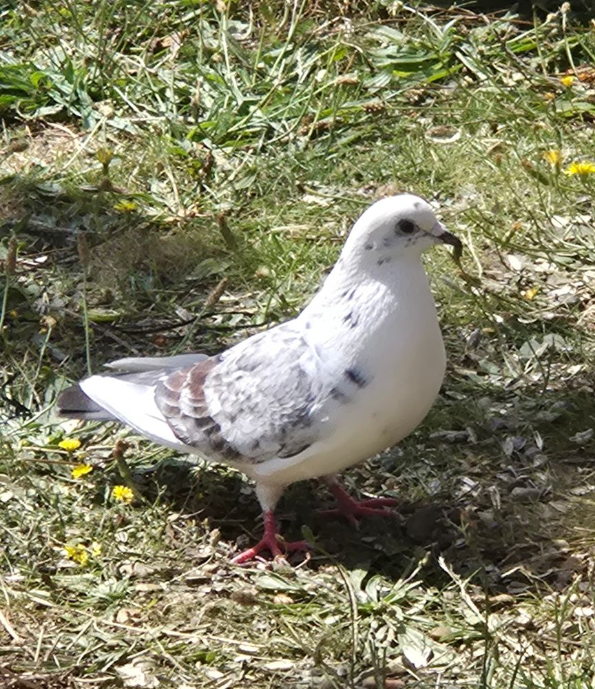 A white dove gradually gaining the black and brown feathers of a common UK pigeon. Rather pretty with darker wings and flecks of colour across its predominantly white body.