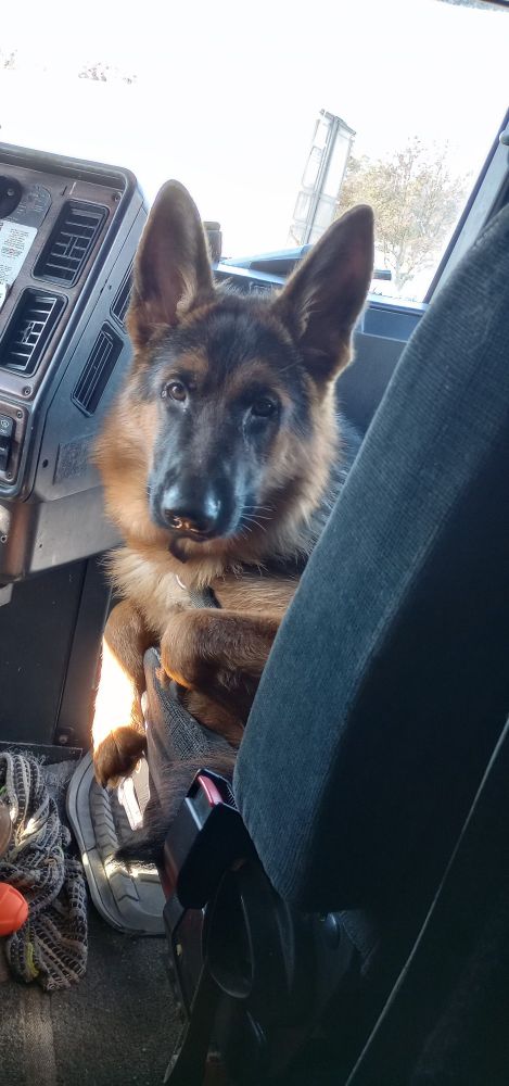 A picture of a very large male German Shepherd sitting in the passenger seat of a Freightliner semi.