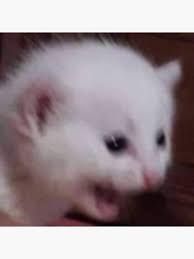 Cat going aaaaaaaAAAAAAH