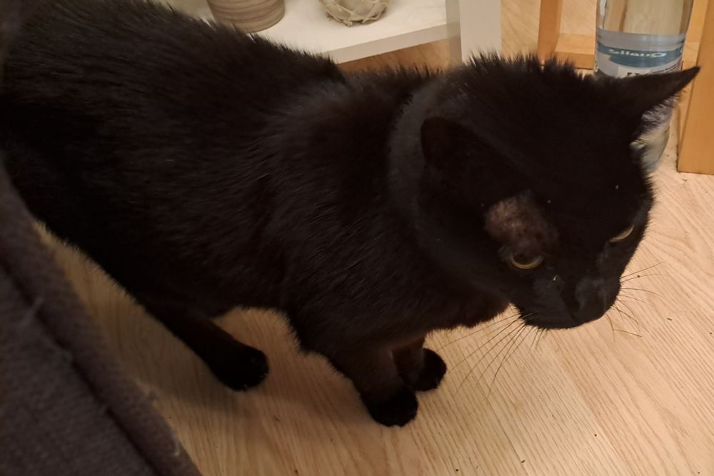 Doris, a black cat with short legs looking annoyed, with her whiskers scrunkly on one side because she just got out of bed 