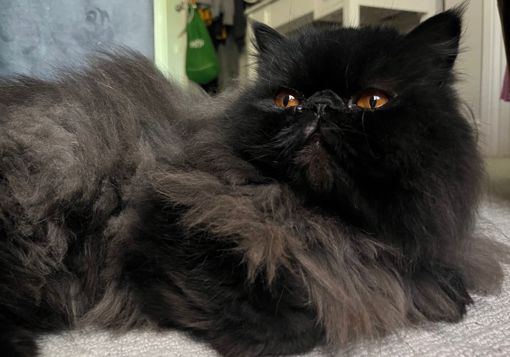 a very floofy black and grey persian cat with orange eyes