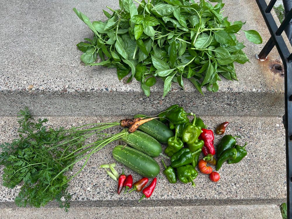 Basil, a few varieties of peppers, cucumbers and a couple carrots from the garden 