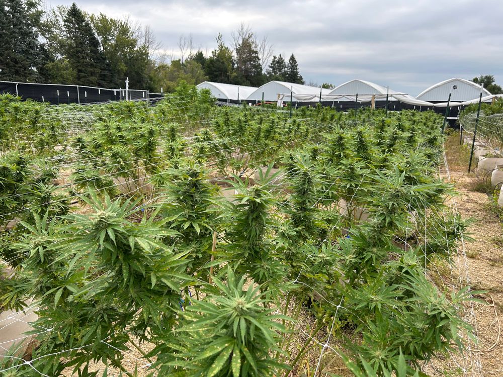 A field of outdoor cannabis plants 