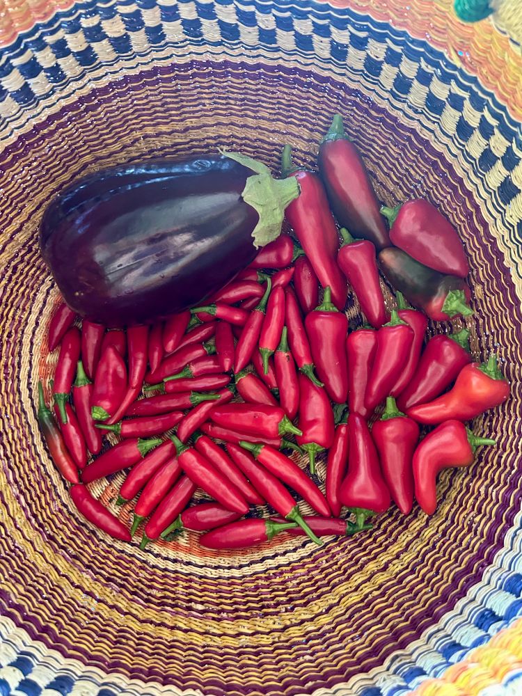 A pile of Santa Fe, Fresno and Anaheim peppers and one eggplant in a wicker basket 