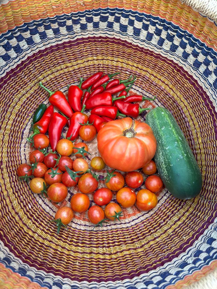 A mix of cherry tomatoes, chili peppers, a cucumber and a large beefsteak tomato in a colorful wicker basket 