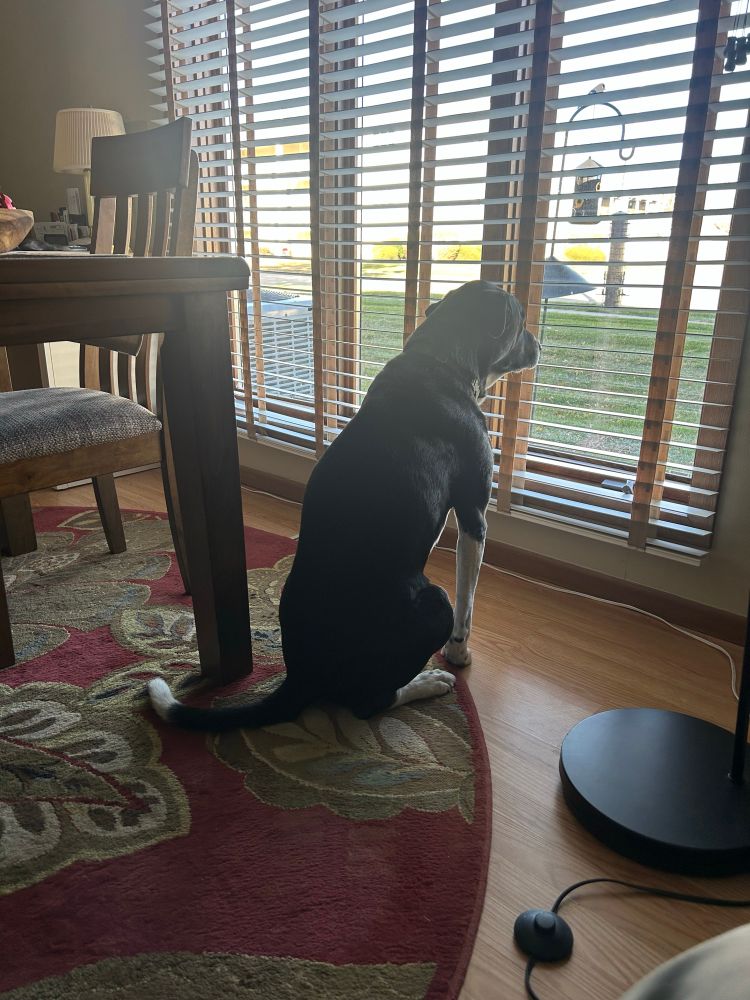 Dog staring intently out the window 