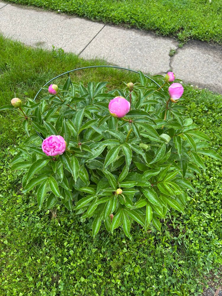 Pink peonies starting to open