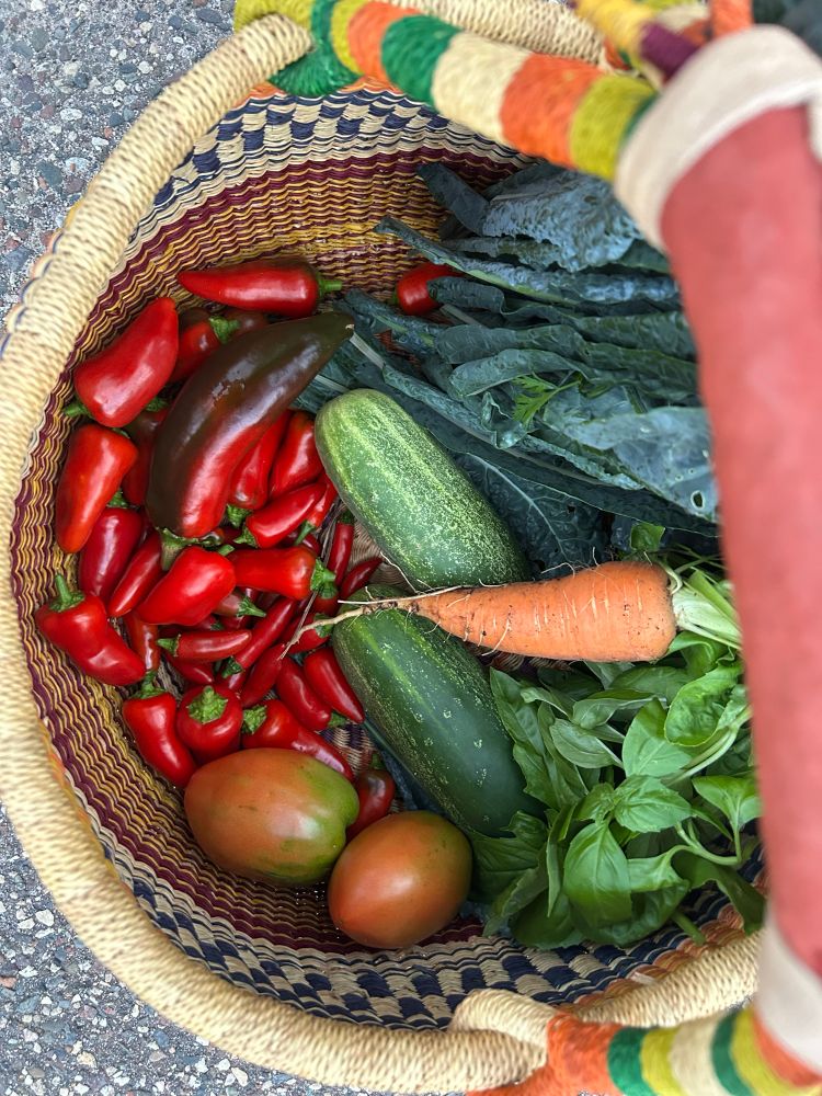 Kale, a carrot, two cucumbers, two sauce tomatoes, basil and an assortment of Santa Fe, Fresno and Anaheim chili peppers in a wicker basket 