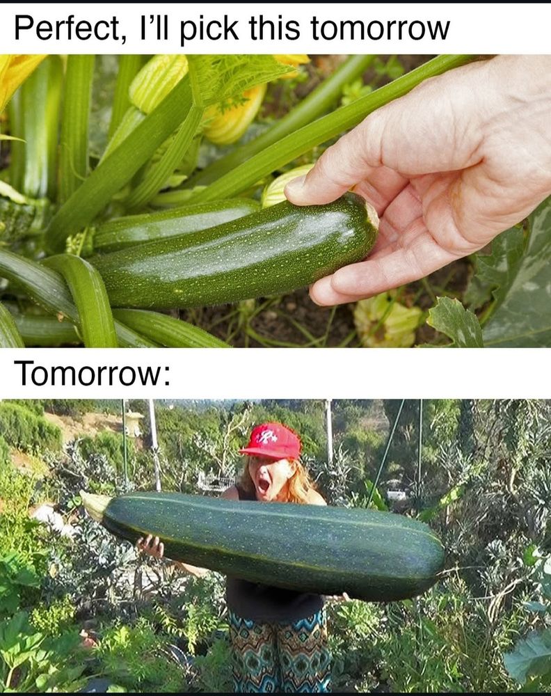 A meme about how fast zuchini grow