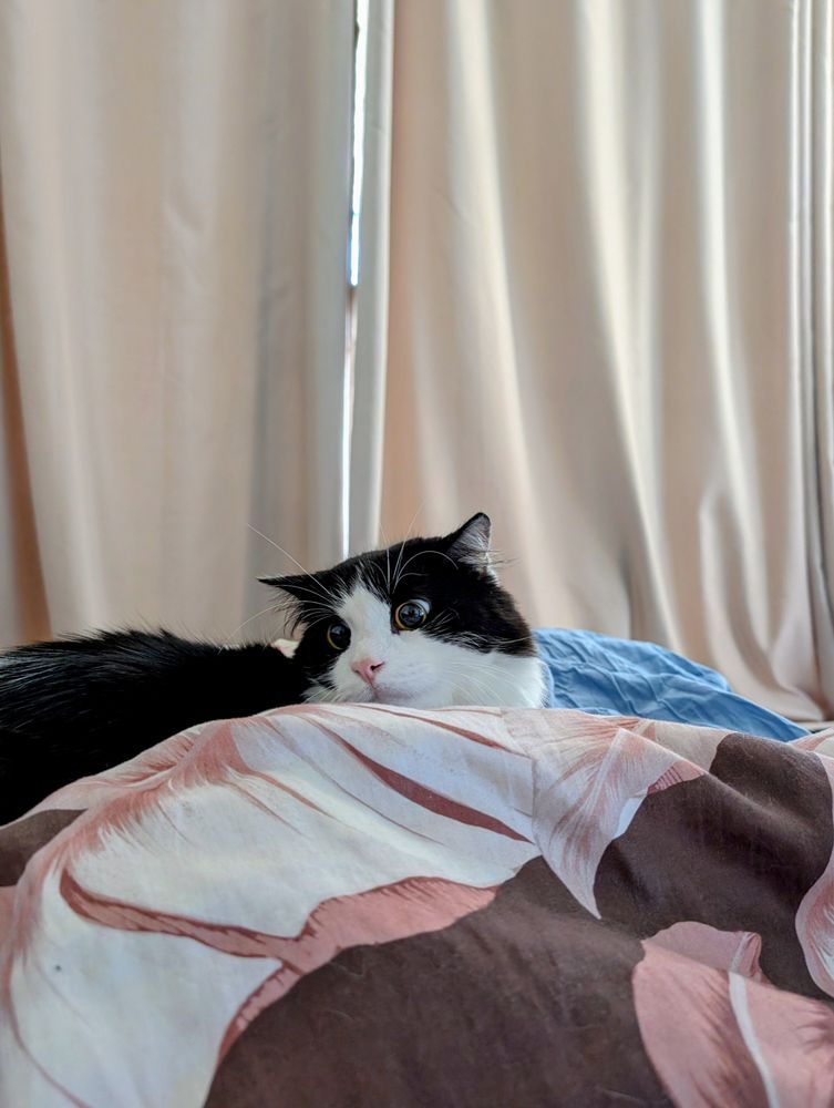photo of a black and white cat partly hidden by piled up blankets on a bed. the photo shows the cat from the side, with his head partly turned backwards and his pupils dilated. the overall effect is to make him look startled and a bit vacant.