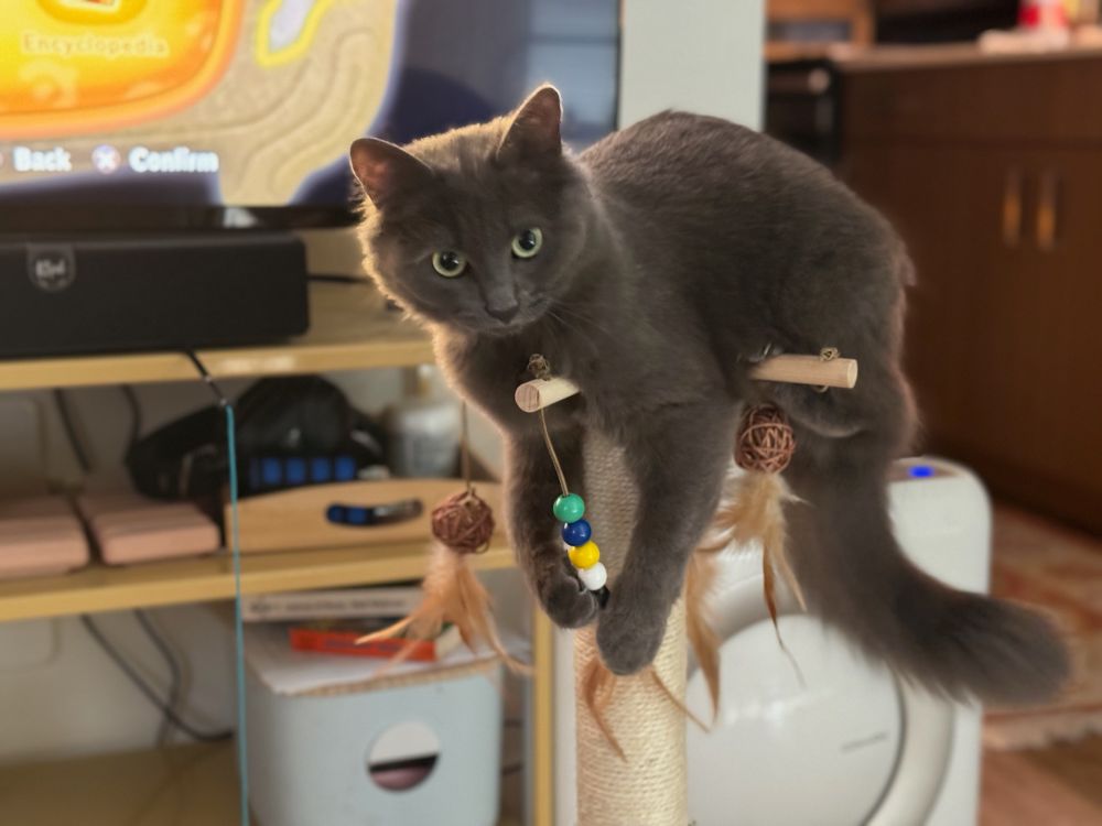 A smallish grey cat perched precariously perched atop a scratching post.