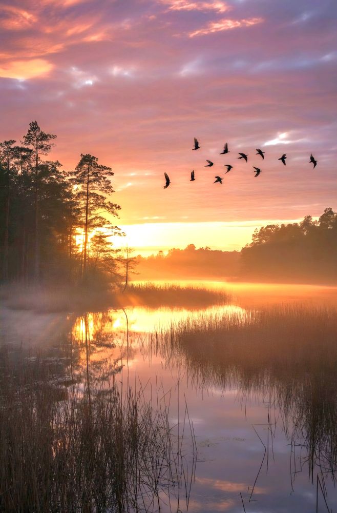 Swamp and birds at dusk.